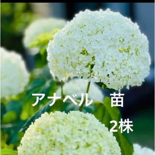 アナべル ✽ 2株✽ 紫陽花 ✽ 苗 ✽ 根つき✽ 1年生✽新芽あり No.18(その他)