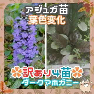 ☘️【訳あり】✨根付4苗①☘️アジュガ苗ダークマホガニー(プランター)