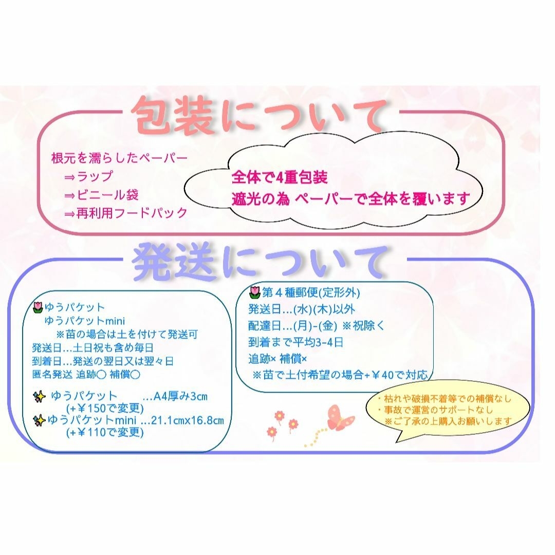 ✨トリカラー根付1苗約10-15cm⑤アジュガ苗☘️バーガンディグロー ハンドメイドのフラワー/ガーデン(プランター)の商品写真