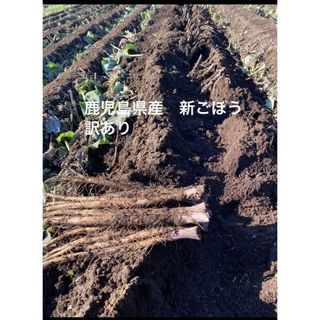 鹿児島県産　新ごぼう　訳あり(野菜)