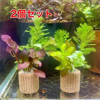 置くだけ簡単レイアウト　ライフマルチ付き　水草セット　水質浄化に(アクアリウム)