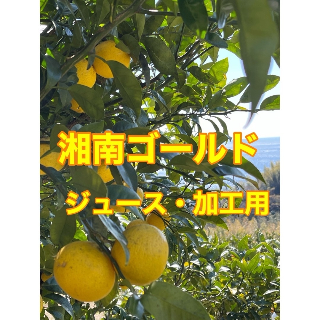 湘南ゴールド　加工用　箱込み3kg   大小混合　無農薬　小田原・江の浦産 食品/飲料/酒の食品(フルーツ)の商品写真