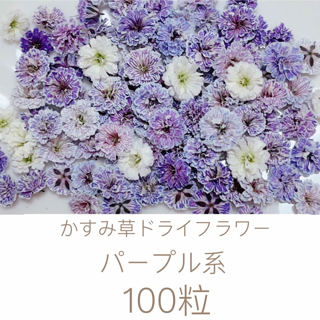 パープル系 かすみ草ドライフラワー100粒 ハンドメイドのフラワー/ガーデン(ドライフラワー)の商品写真