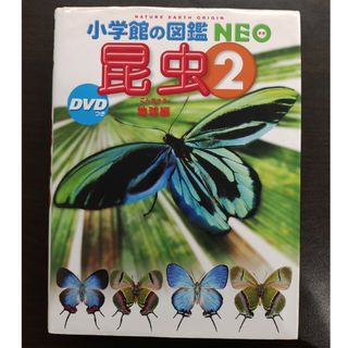 ショウガクカン(小学館)の昆虫２　小学館図鑑NEO(絵本/児童書)