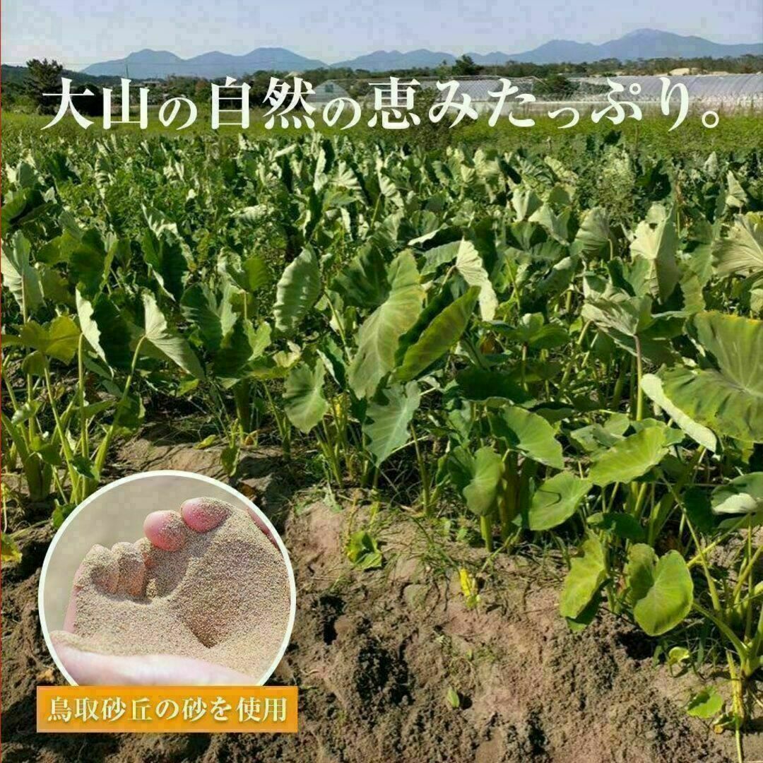 【鳥取県産】黄金里芋 サトイモ 山芋 女早生芋 宅急便コンパクト 1kg前後 食品/飲料/酒の食品(野菜)の商品写真