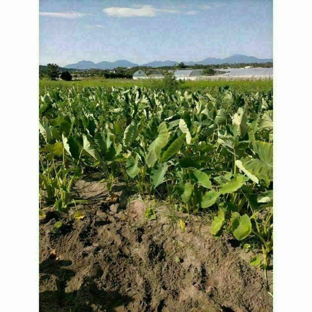 【鳥取県産】黄金里芋 サトイモ 山芋 女早生芋 宅急便コンパクト 1kg前後 食品/飲料/酒の食品(野菜)の商品写真