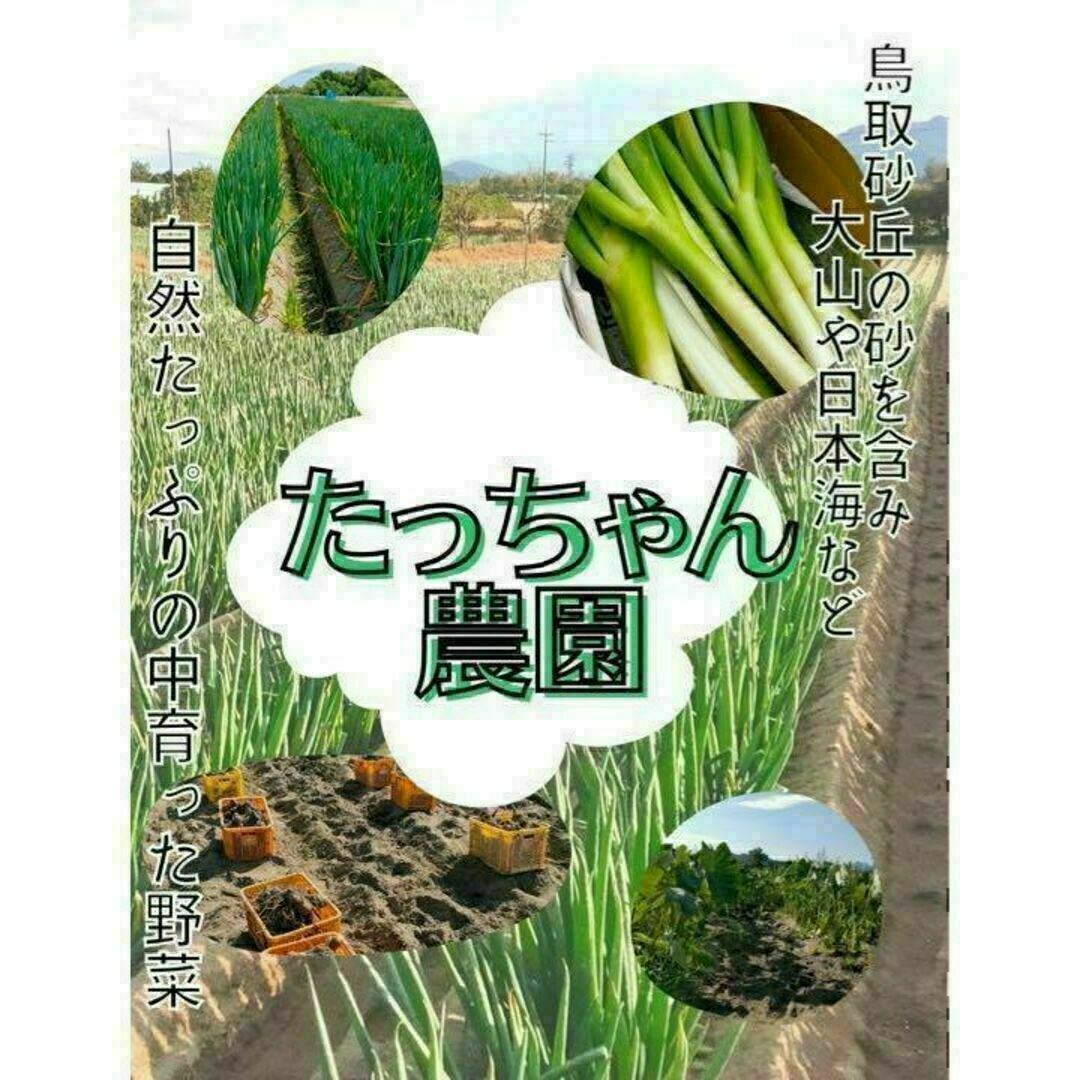 【鳥取県産】黄金里芋 サトイモ 山芋 女早生芋 宅急便コンパクト 1kg前後 食品/飲料/酒の食品(野菜)の商品写真