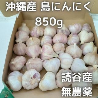 沖縄県読谷産 島にんにく S/SSサイズ 850ｇ 無農薬 数量限定 沖縄 野菜(野菜)