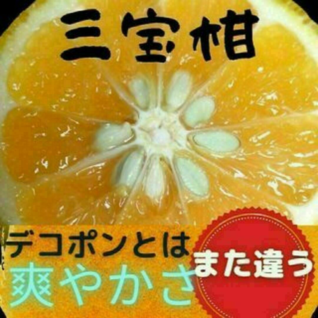 訳ありみかん 和歌山県産 三宝柑　農家直送　ご家庭用 7kg 食品/飲料/酒の食品(フルーツ)の商品写真