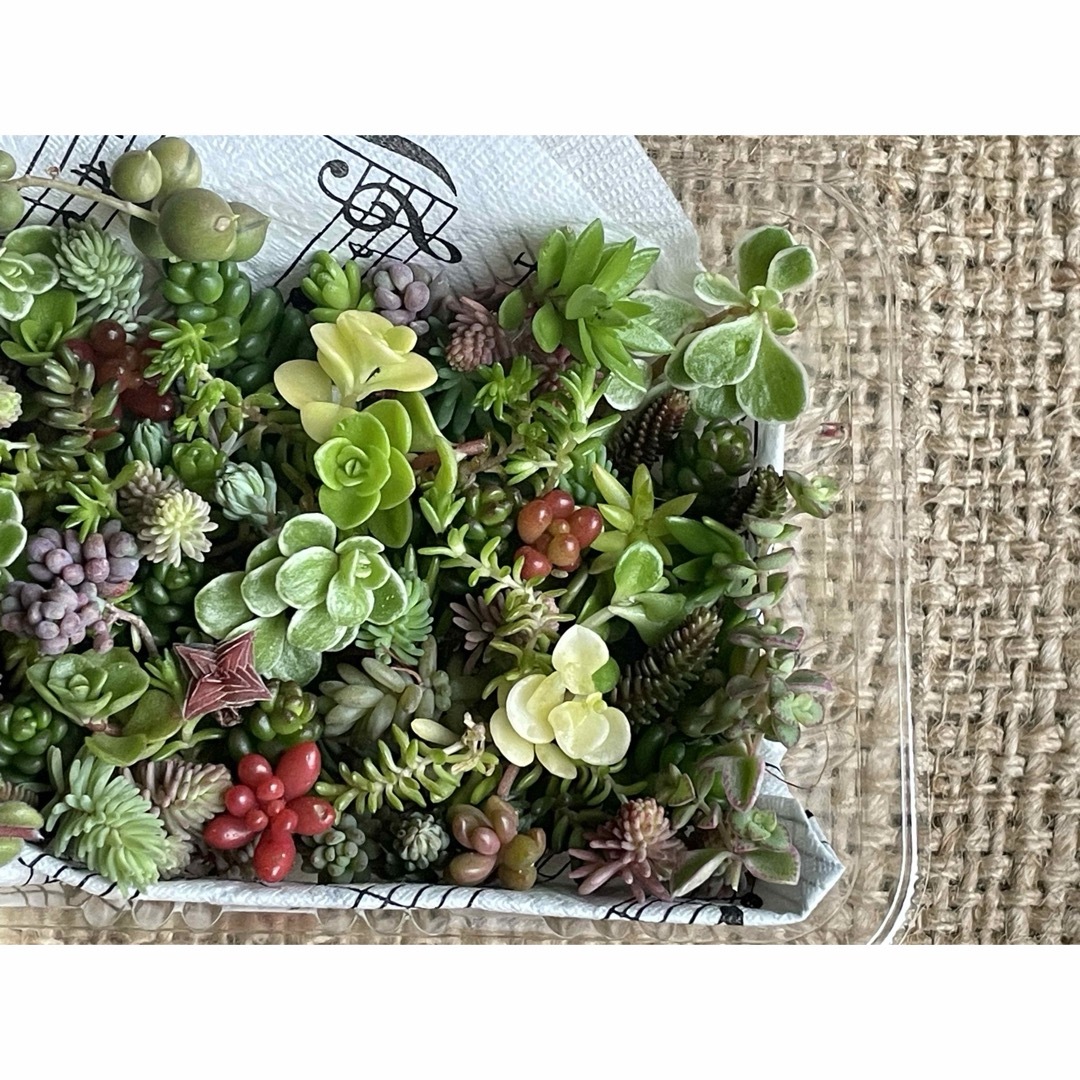 【寄せ植えに！】多肉植物　草系セダム中心のギガ盛りお弁当① ハンドメイドのフラワー/ガーデン(その他)の商品写真