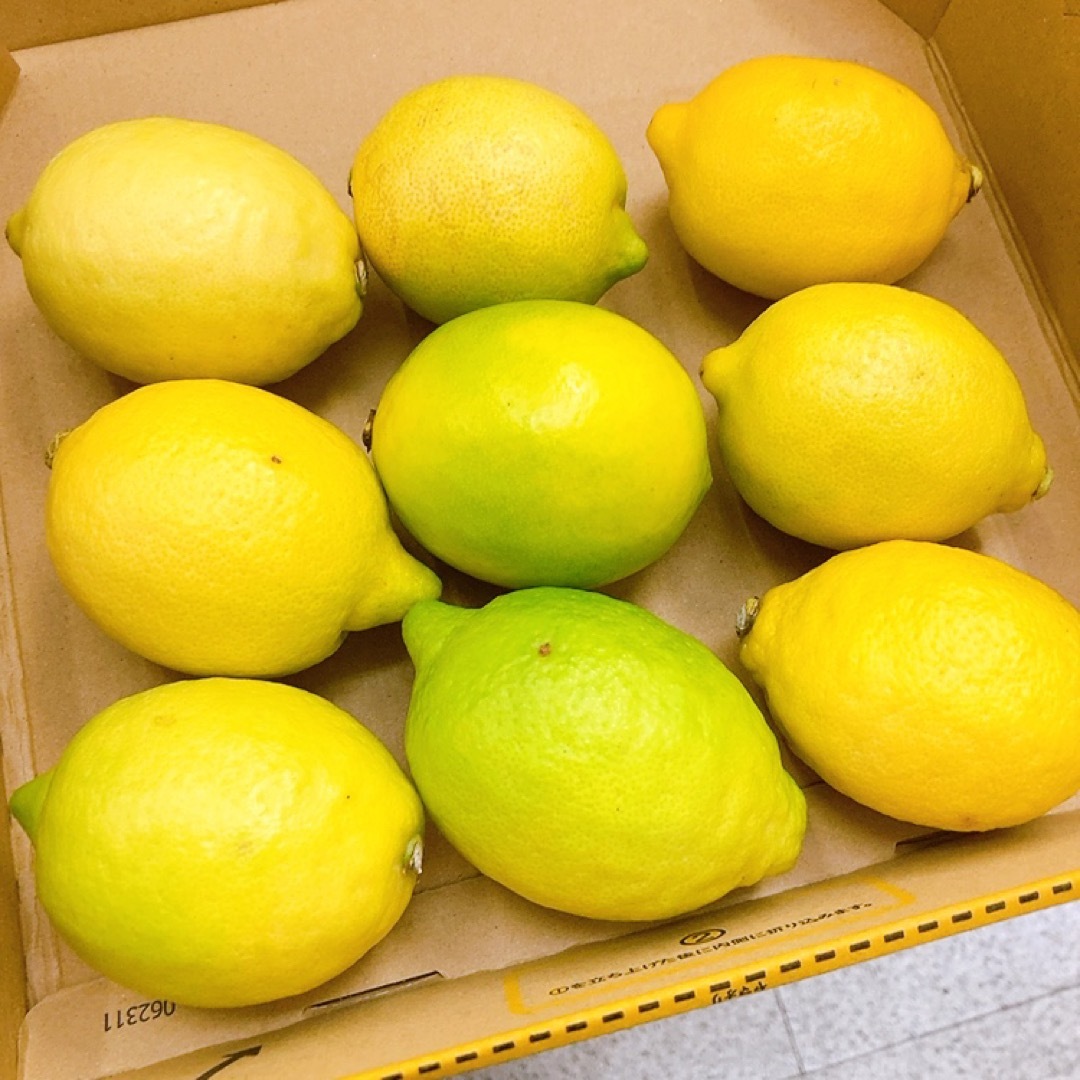 国産レモン　愛媛県産　レモン　　　 食品/飲料/酒の食品(フルーツ)の商品写真