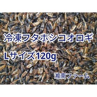 冷凍 コオロギ Lサイズ 120g(爬虫類/両生類用品)