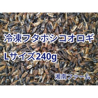 冷凍 コオロギ Lサイズ 240g(爬虫類/両生類用品)