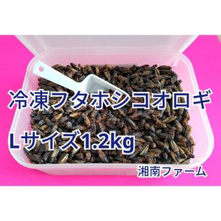 冷凍 コオロギ Lサイズ 1.2kg タッパー入 氷スコップ付(爬虫類/両生類用品)