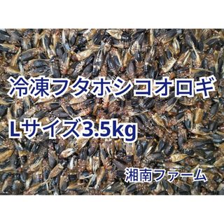 冷凍 コオロギ Lサイズ 3.5kg(爬虫類/両生類用品)