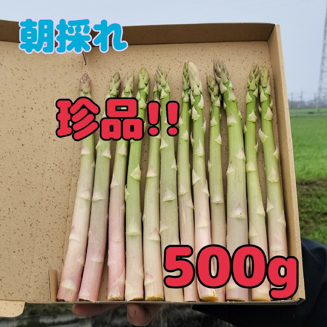 珍品　アスパラガス500g 食品/飲料/酒の食品(野菜)の商品写真