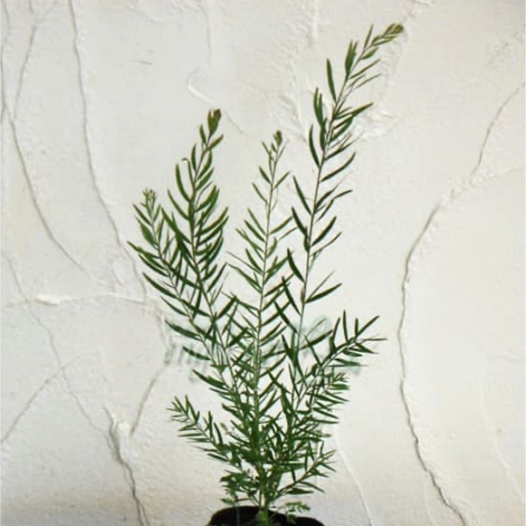 "Acacia " アカシア ブリスベーンワトル　種10粒 苗   ハンドメイドのフラワー/ガーデン(その他)の商品写真