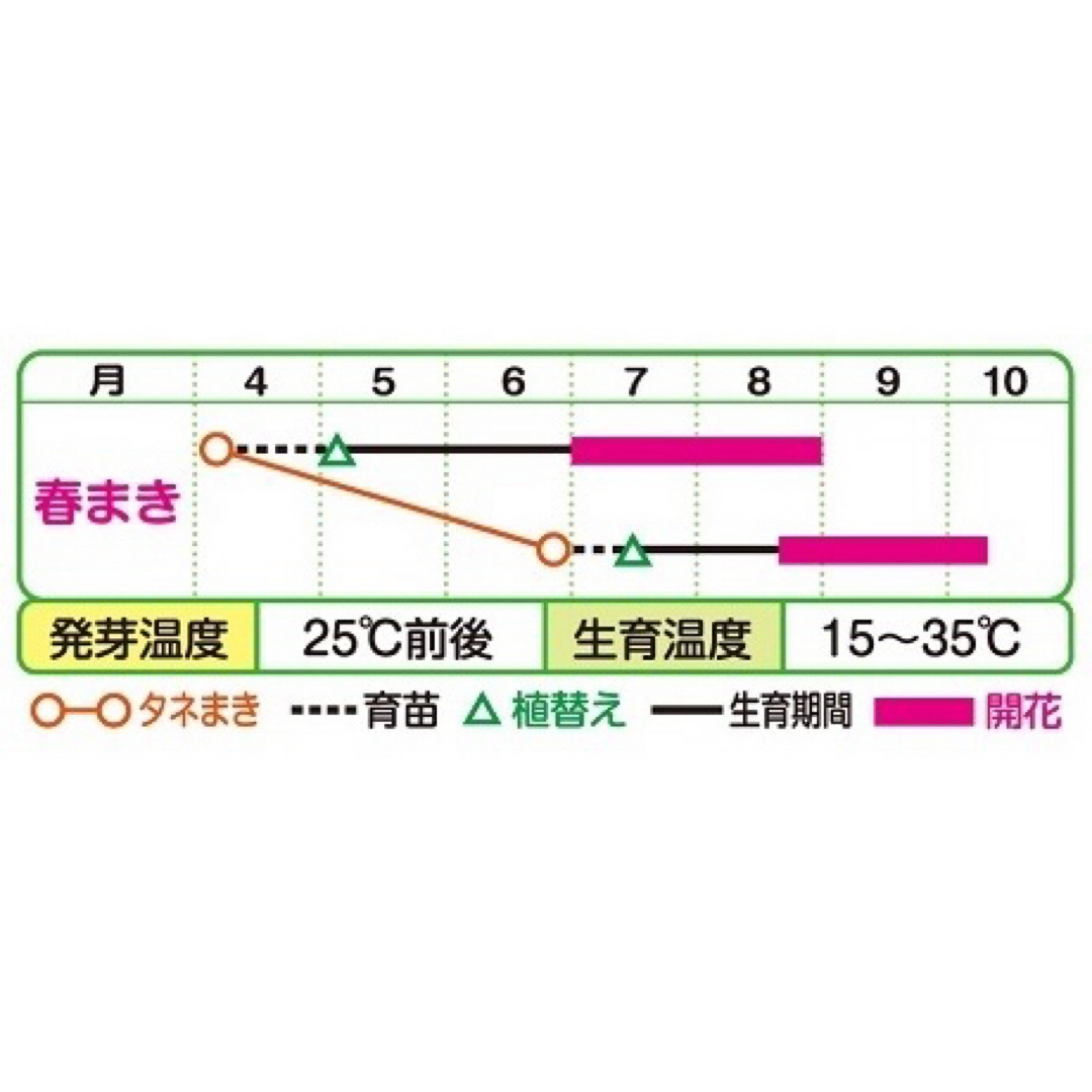 ★姫ひまわり 大雪山の種100粒以上+おまけ ハンドメイドのフラワー/ガーデン(その他)の商品写真