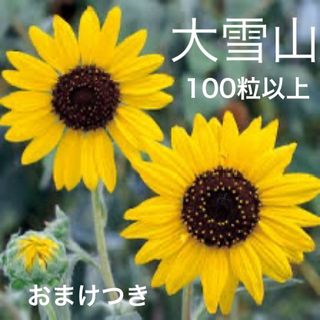 ★姫ひまわり 大雪山の種100粒以上+おまけ(その他)