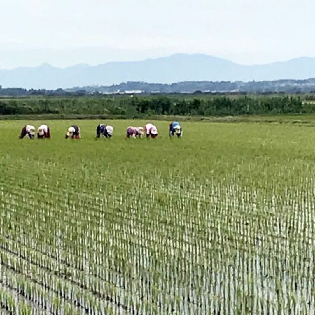 自然栽培ササニシキ（プレミアム6年以上）(玄米2kg)★秋田県★無肥料・無農薬★ 食品/飲料/酒の食品(米/穀物)の商品写真