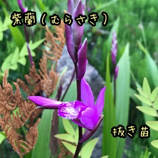 紫蘭  シラン  紫   抜き苗(その他)