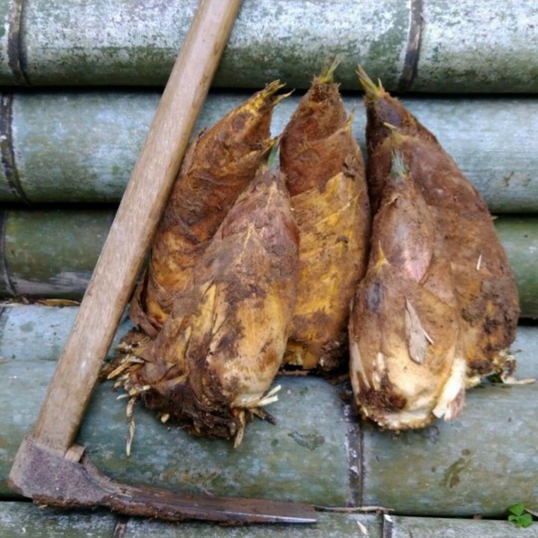 徳島県産たけのこ2kg 食品/飲料/酒の食品(野菜)の商品写真