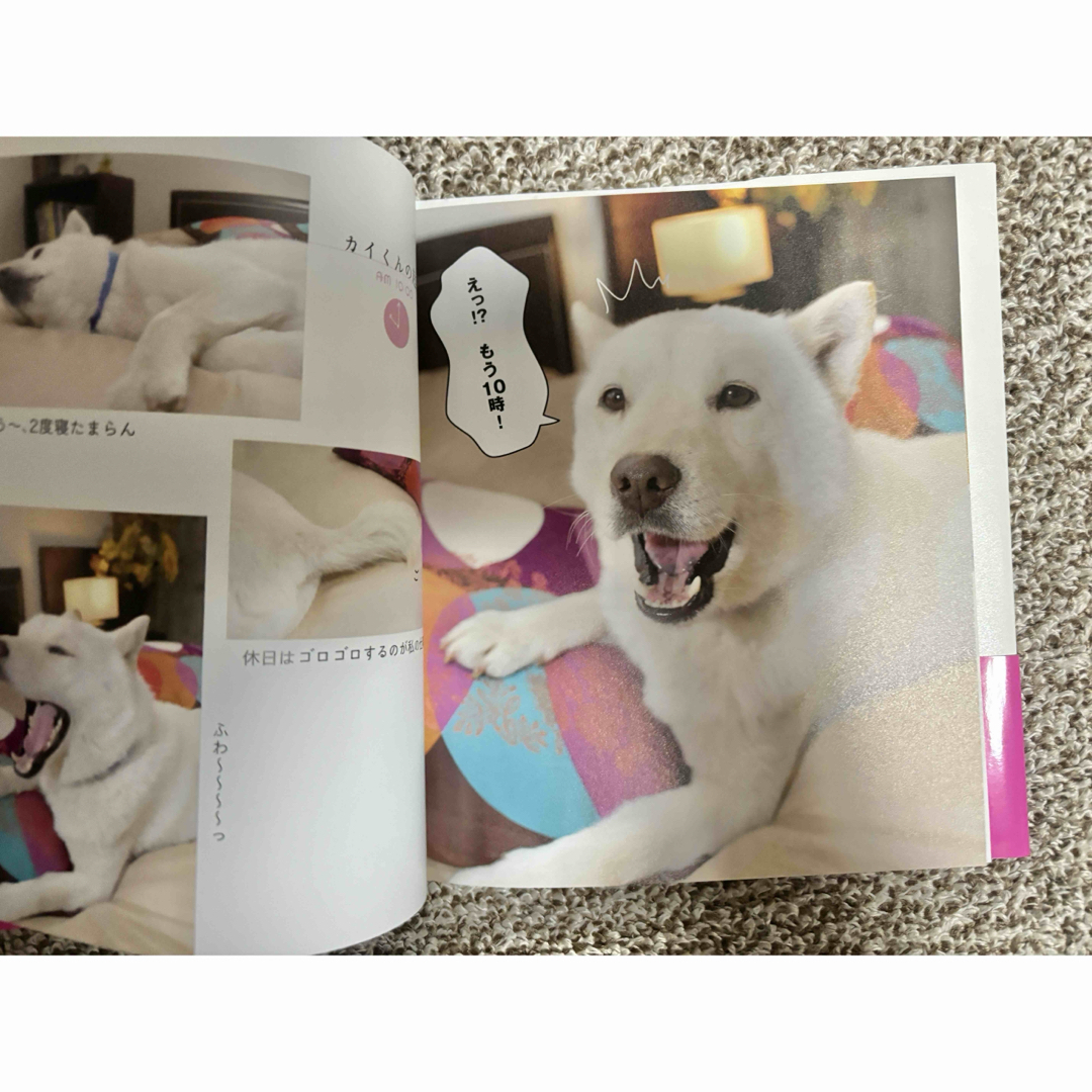 ワニブックス(ワニブックス)のしゃべる犬 カイくんのひとりごと2 エンタメ/ホビーの本(アート/エンタメ)の商品写真