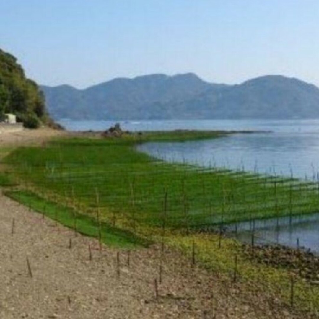 鹿児島県長島町産 あおさ あおさのり  乾燥あおさ 食品/飲料/酒の加工食品(乾物)の商品写真