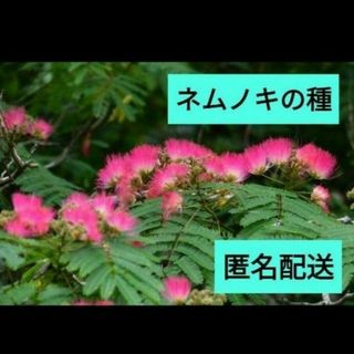 ねむの木の種(その他)