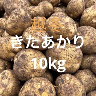 北海道産　越冬キタアカリ10kg(野菜)