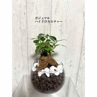 ガジュマル　ハイドロカルチャー　観葉植物