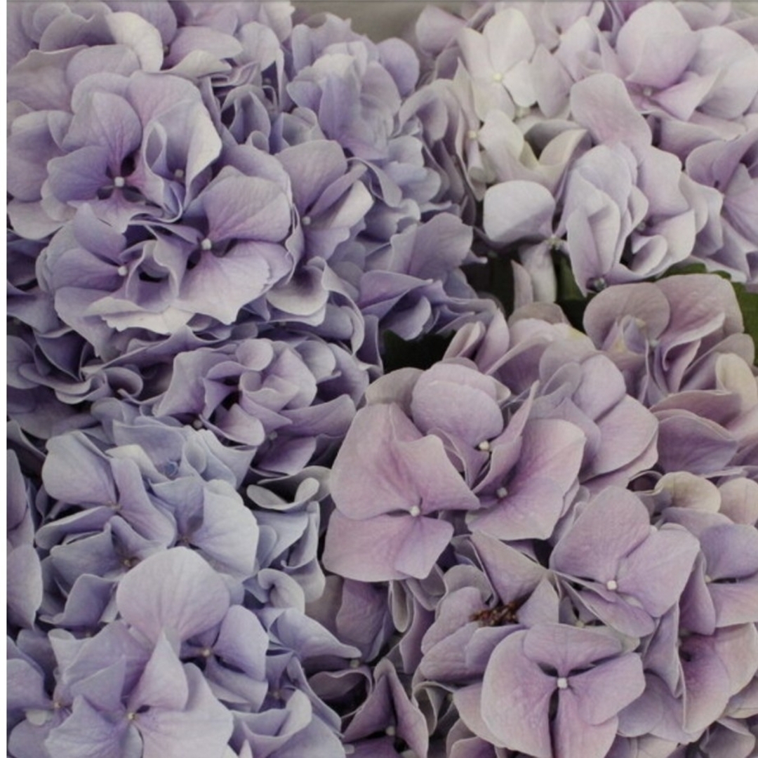 🌼レア!人気輸入紫陽花苗🌼 ロイヤルベネフィット🌼優美 ハンドメイドのフラワー/ガーデン(その他)の商品写真