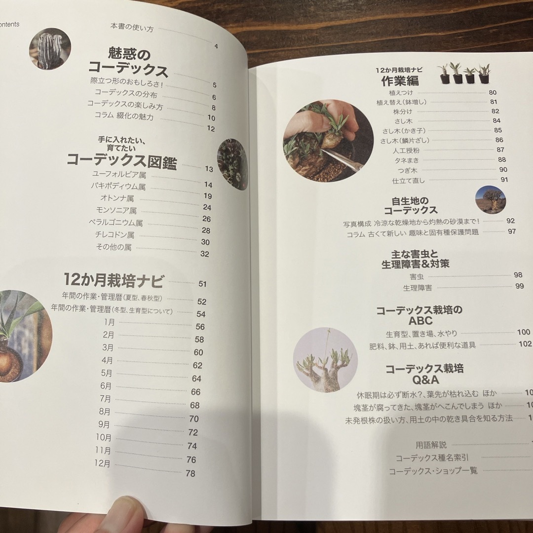 多肉植物コーデックス　NHK趣味の園芸 エンタメ/ホビーの本(趣味/スポーツ/実用)の商品写真