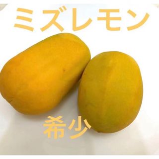 ミズレモンの種子20粒　沖縄産(プランター)