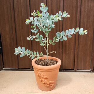 パールアカシア　テラコッタ鉢植え　苗　ミモザ　オージープランツ(プランター)