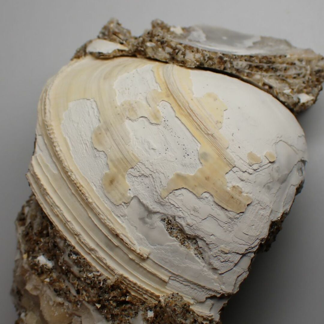 【千葉県】結晶貝化石【shell39】 エンタメ/ホビーのコレクション(その他)の商品写真