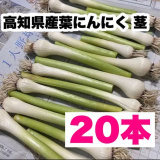 【農家直送】茎 高知県特産‼️葉ニンニク 茎 20本 即購入OK w(野菜)