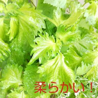 ⭐立派な大葉(青じそ)が育つ種1g+1g！無農薬 ❤︎発芽率良い❤︎初心者でも…(野菜)