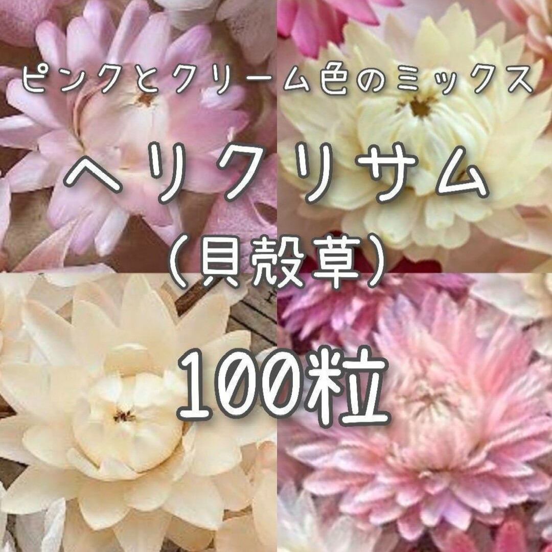 【ヘリクリサムのタネ】ピンク&クリーム100粒 種子 種 貝殻草  切り花にも ハンドメイドのフラワー/ガーデン(その他)の商品写真