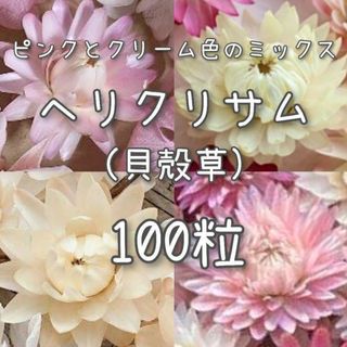 【ヘリクリサムのタネ】ピンク&クリーム100粒 種子 種 貝殻草  切り花にも(その他)