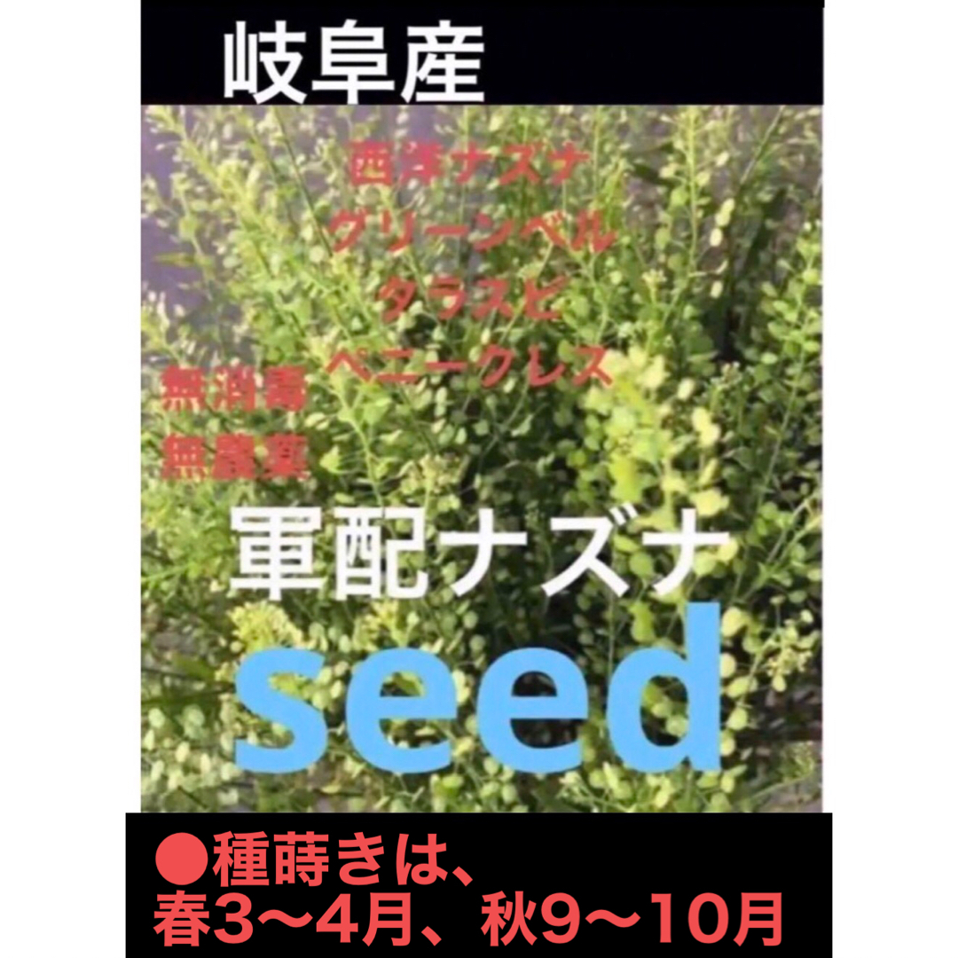 岐阜産  無消毒 無農薬  天然  グリーンベルの種　200粒 ハンドメイドのフラワー/ガーデン(プランター)の商品写真