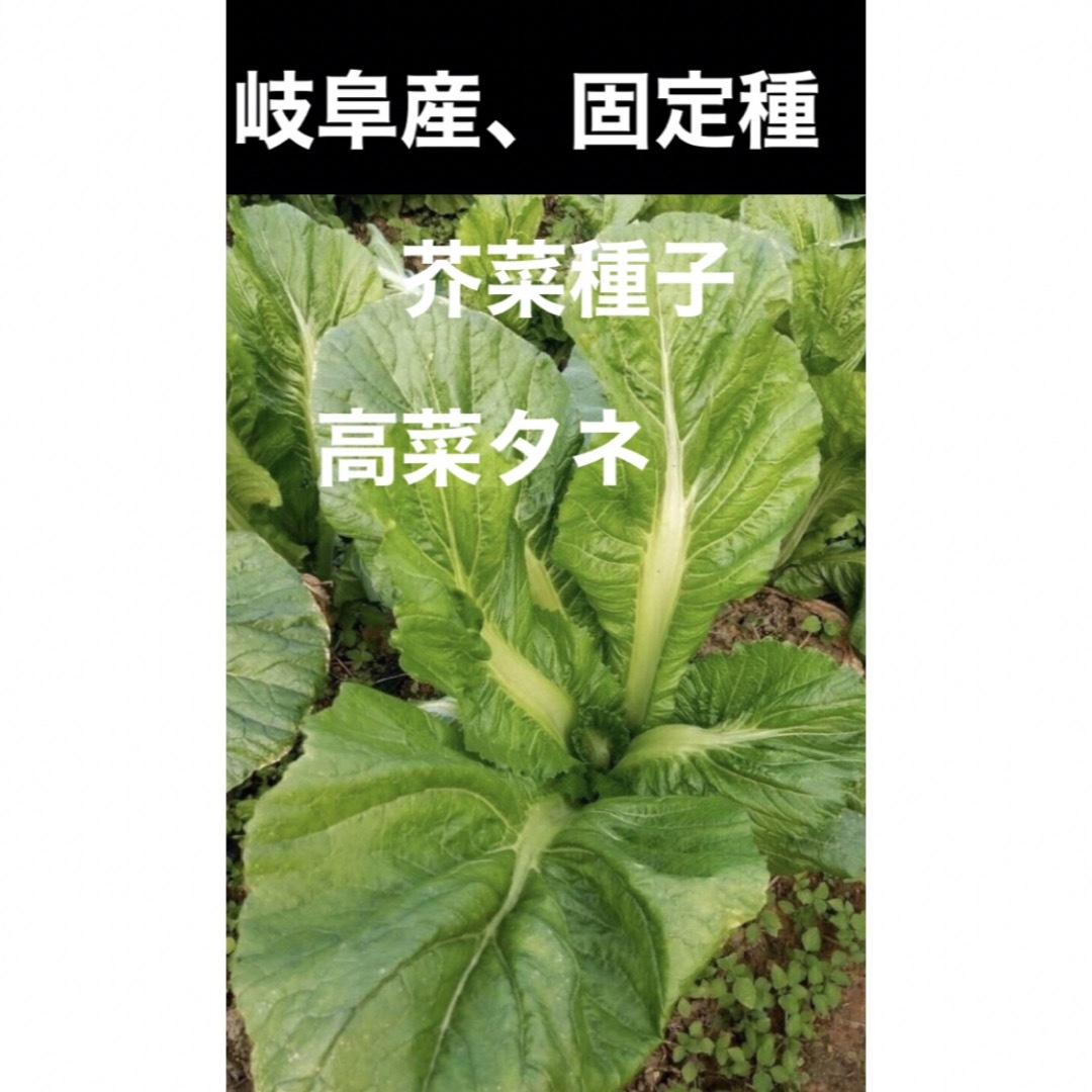 岐阜産  2023年、自家採種、固定種、無農薬、芥菜、高菜タネ600粒 ハンドメイドのフラワー/ガーデン(その他)の商品写真