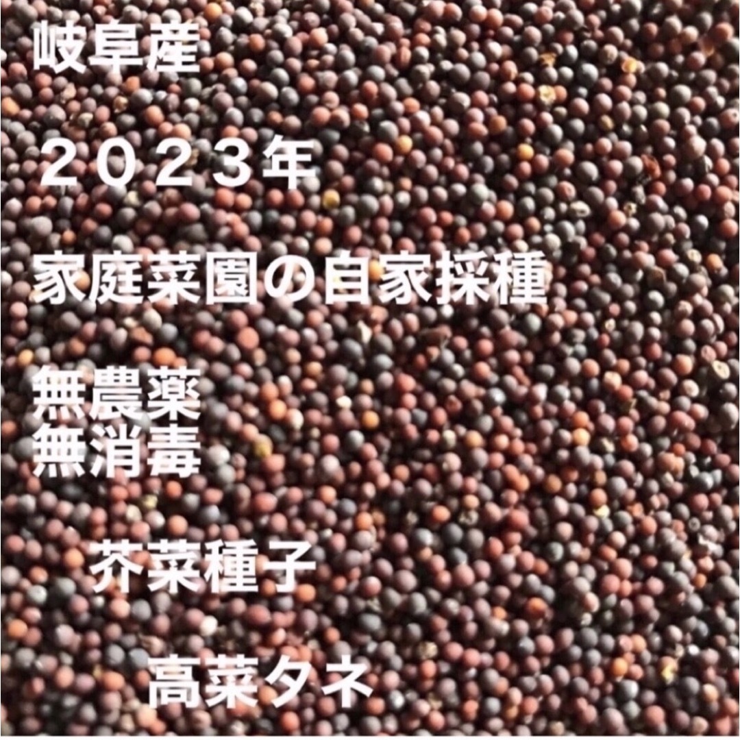 岐阜産  2023年、自家採種、固定種、無農薬、芥菜、高菜タネ600粒 ハンドメイドのフラワー/ガーデン(その他)の商品写真