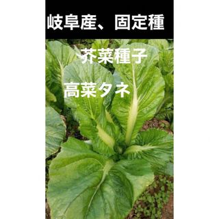 岐阜産  2023年、自家採種、固定種、無農薬、芥菜、高菜タネ600粒(その他)