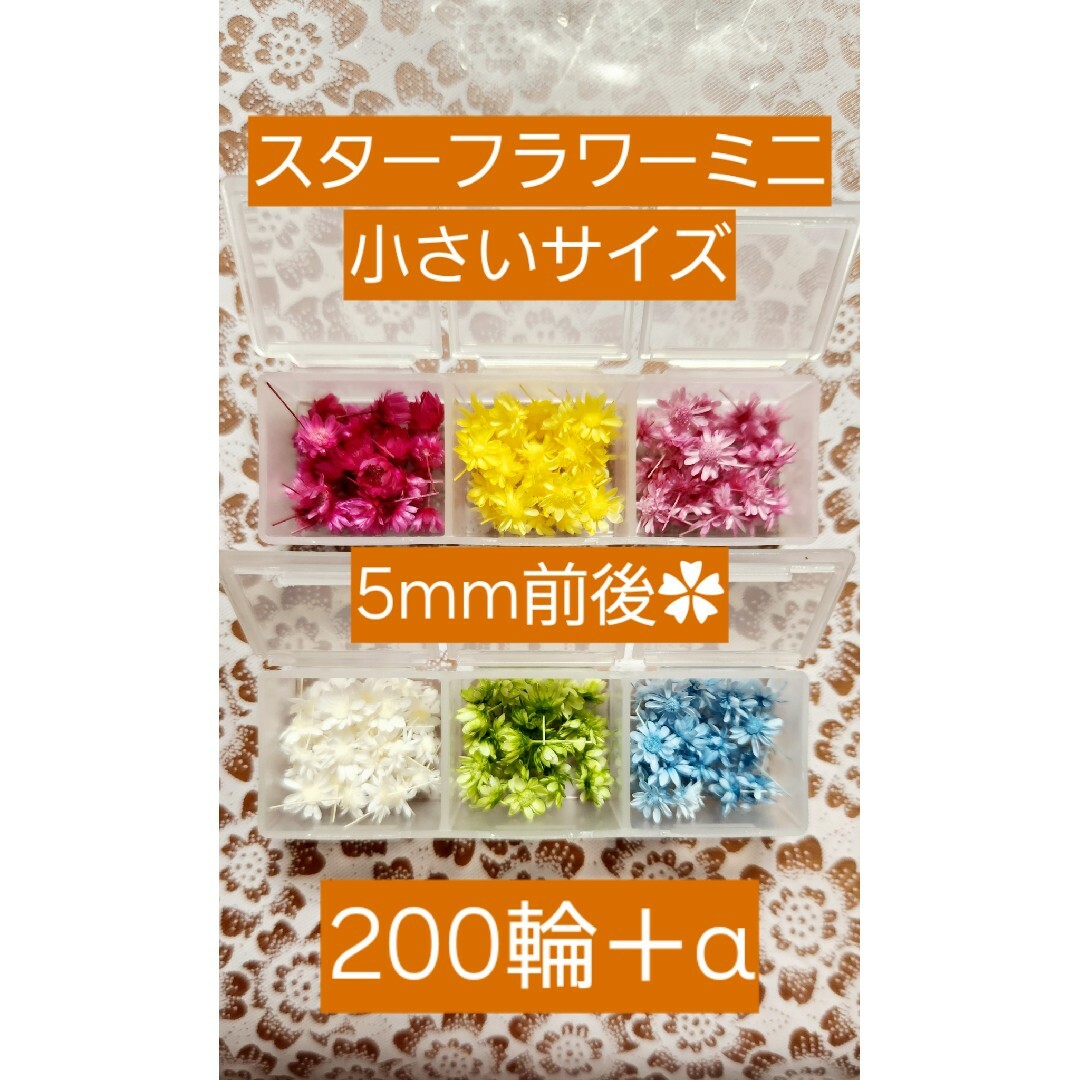 スターフラワーミニ マルセラ 小さいサイズ 5mm前後 200輪＋α ハンドメイドのフラワー/ガーデン(プリザーブドフラワー)の商品写真