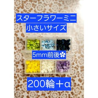 スターフラワーミニ マルセラ 小さいサイズ 5mm前後 200輪＋α(プリザーブドフラワー)