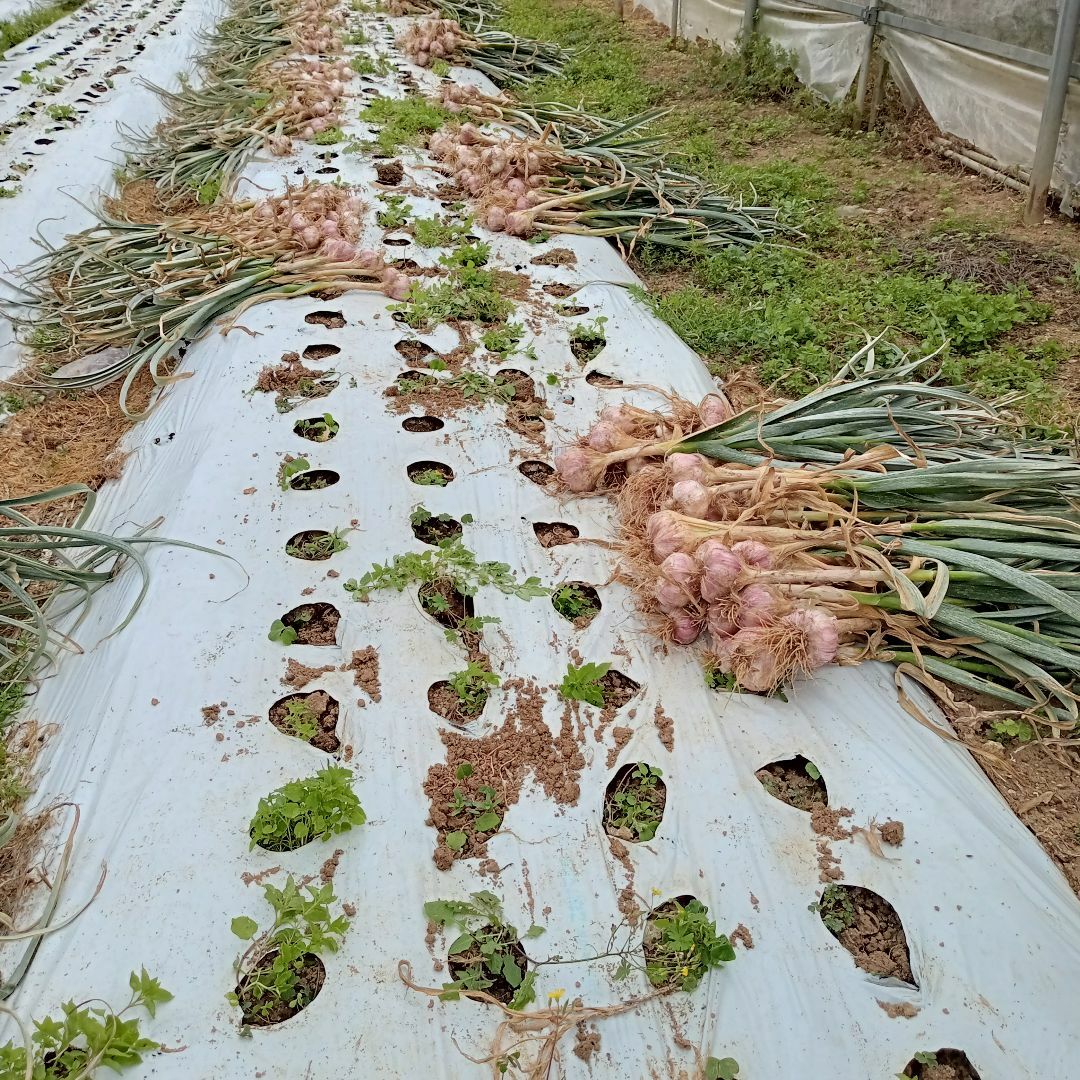 沖縄県読谷産 島にんにく S/SSサイズ 850ｇ 無農薬 数量限定 沖縄 野菜 食品/飲料/酒の食品(野菜)の商品写真