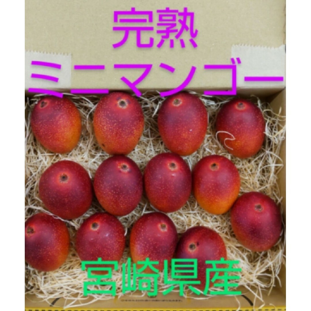 ミニマンゴー　850g~前後　【常温発送】　完熟マンゴー　宮崎県産 食品/飲料/酒の食品(フルーツ)の商品写真