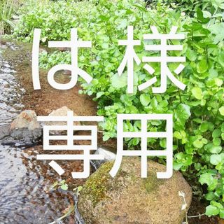 【阿蘇】天然クレソン(野菜)