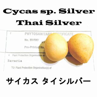 9月入荷 5粒+ サイカスspシルバー（タイシルバー）植物検疫証明書あり(その他)